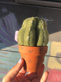 Round Felt Cactus Plant